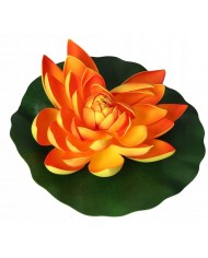 LILIA WODNA DO OCZKA WODNEGO STAWU XXL