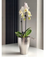 DONICZKA OSŁONKA CERAMICZNA NA STORCZYK SREBRNA