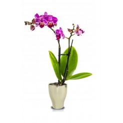 DONICZKA OSŁONKA CERAMICZNA NA STORCZYK ZŁOTA