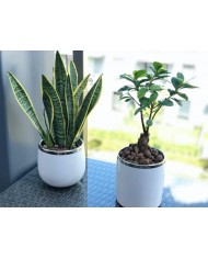 DONICZKA OSŁONKA CERAMICZNA BIAŁA DONICZKI OSŁONKI