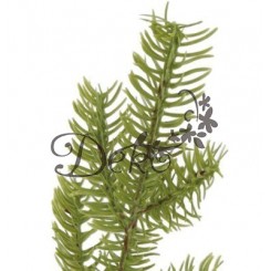 GAŁĄZKA IGLIWIA IGLIWIE GAŁĄZKI DO STROIKA 1SZT