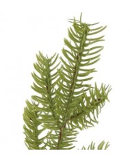 GAŁĄZKA IGLIWIA IGLIWIE GAŁĄZKI DO STROIKA 1SZT