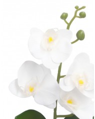 STORCZYK ORCHIDEA DO DONICZKI 38CM 4 GŁÓWKI