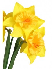 ŻONKILE ŻONKIL SZTUCZNE KWIATY GAŁĄZKA ROŚLINA 3 GŁÓWKI