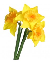 ŻONKILE ŻONKIL SZTUCZNE KWIATY GAŁĄZKA ROŚLINA 3 GŁÓWKI