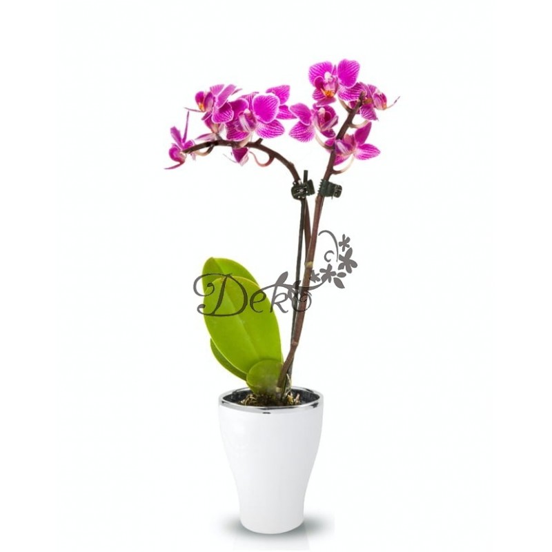 DONICZKA OSŁONKA CERAMICZNA NA STORCZYK BIAŁA