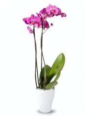 DONICZKA OSŁONKA CERAMICZNA NA STORCZYK BIAŁA