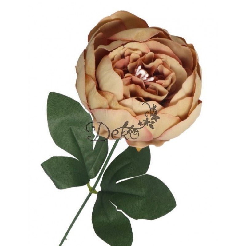 PIWONIA PEONIA GAŁĄZKA POJEDYNCZA DUŻA JAK ŻYWA