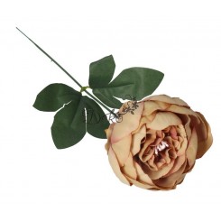 PIWONIA PEONIA GAŁĄZKA POJEDYNCZA DUŻA JAK ŻYWA