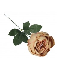 PIWONIA PEONIA GAŁĄZKA POJEDYNCZA DUŻA JAK ŻYWA