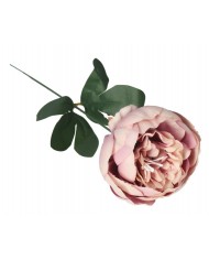 PIWONIA PEONIA GAŁĄZKA POJEDYNCZA DUŻA JAK ŻYWA