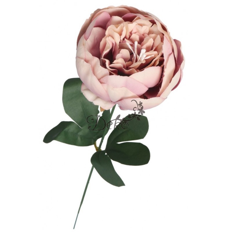 PIWONIA PEONIA GAŁĄZKA POJEDYNCZA DUŻA JAK ŻYWA