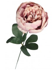 PIWONIA PEONIA GAŁĄZKA POJEDYNCZA DUŻA JAK ŻYWA