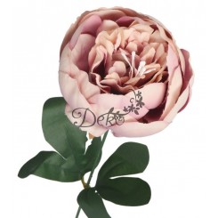 PIWONIA PEONIA GAŁĄZKA POJEDYNCZA DUŻA JAK ŻYWA