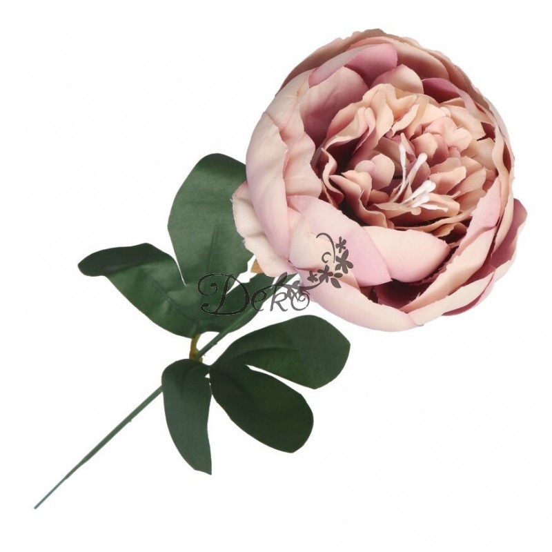 PIWONIA PEONIA GAŁĄZKA POJEDYNCZA DUŻA JAK ŻYWA