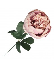 PIWONIA PEONIA GAŁĄZKA POJEDYNCZA DUŻA JAK ŻYWA