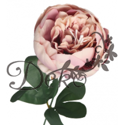 PIWONIA PEONIA GAŁĄZKA POJEDYNCZA DUŻA JAK ŻYWA