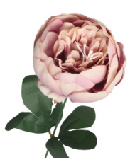 PIWONIA PEONIA GAŁĄZKA POJEDYNCZA DUŻA JAK ŻYWA