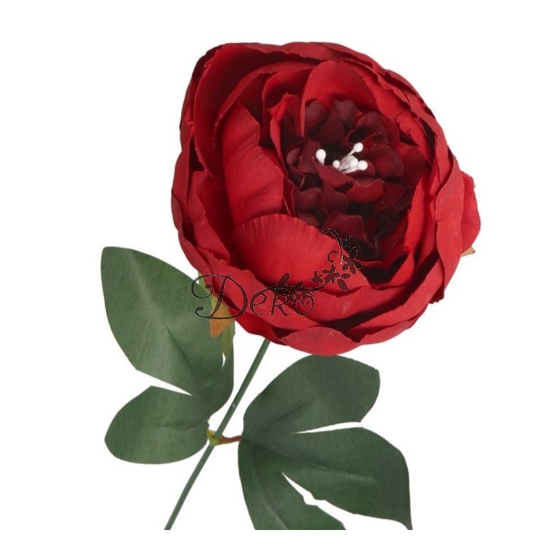 PIWONIA PEONIA GAŁĄZKA POJEDYNCZA DUŻA JAK ŻYWA