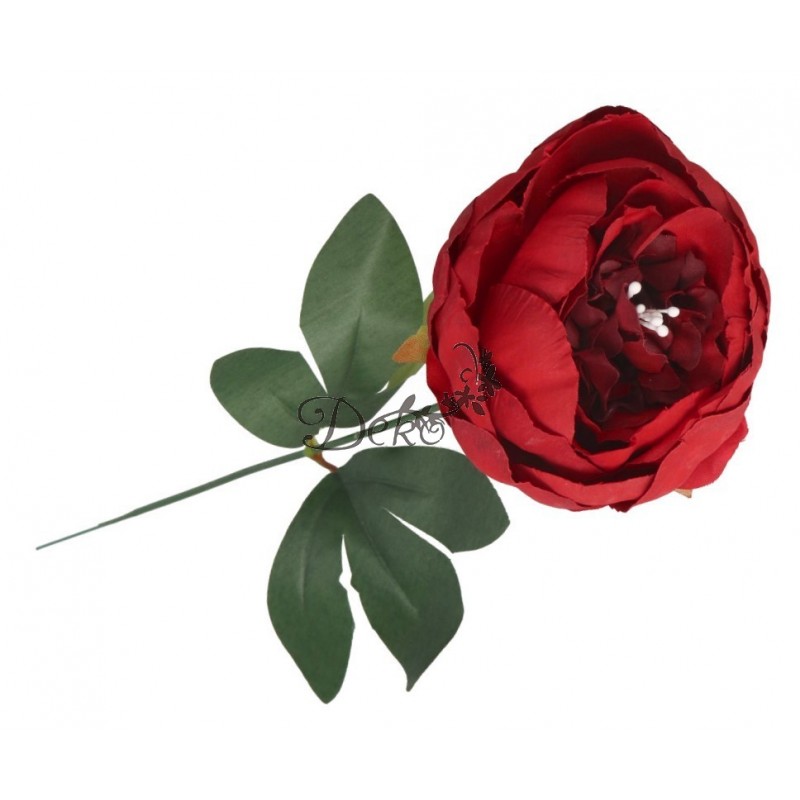 PIWONIA PEONIA GAŁĄZKA POJEDYNCZA DUŻA JAK ŻYWA