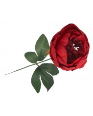 PIWONIA PEONIA GAŁĄZKA POJEDYNCZA DUŻA JAK ŻYWA