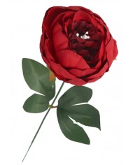 PIWONIA PEONIA GAŁĄZKA POJEDYNCZA DUŻA JAK ŻYWA