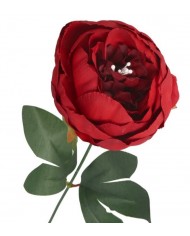 PIWONIA PEONIA GAŁĄZKA POJEDYNCZA DUŻA JAK ŻYWA