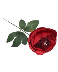 PIWONIA PEONIA GAŁĄZKA POJEDYNCZA DUŻA JAK ŻYWA