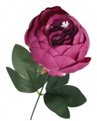 PIWONIA PEONIA GAŁĄZKA POJEDYNCZA DUŻA JAK ŻYWA