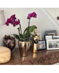 DONICZKA OSŁONKA CERAMICZNA NA STORCZYK ZŁOTA