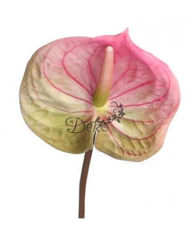 ANTURIUM GUMOWE POJEDYNCZE JAK ŻYWE 67 CM SZTUCZNE KWIATY PREMIUM