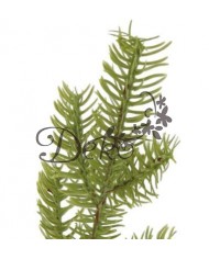 GAŁĄZKA IGLIWIA IGLIWIE GAŁĄZKI DO STROIKA 1SZT 29CM