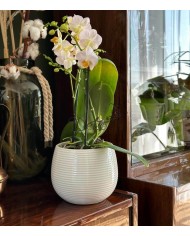 DONICZKA OSŁONKA CERAMICZNA NOWOCZESNA 15CM