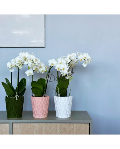 DONICZKA OSŁONKA CERAMICZNA OLIWKOWA 16 CM