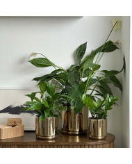 Doniczka ceramiczna osłonka złota z podstawką okrągła