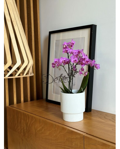 Doniczka ceramiczna osłonka biała do storczyka