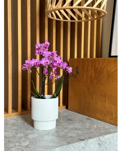 Doniczka ceramiczna osłonka biała do storczyka