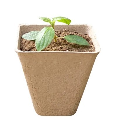 DONICZKI TORFOWE NA ROZSADY SADZONKI 8CM 20SZT