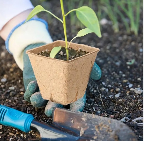 DONICZKI TORFOWE NA ROZSADY SADZONKI 8CM 20SZT